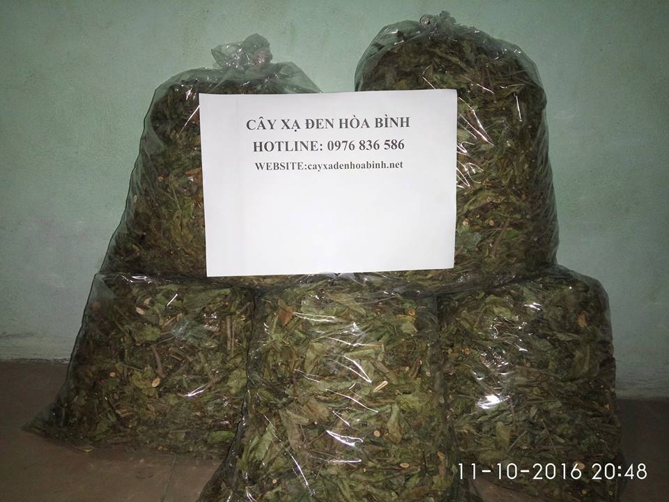 Mua bán cây xạ đen tại Hà Nội