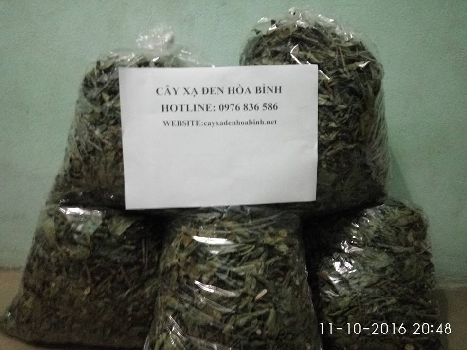 Mua bán cây xạ đen tại Lâm Đồng